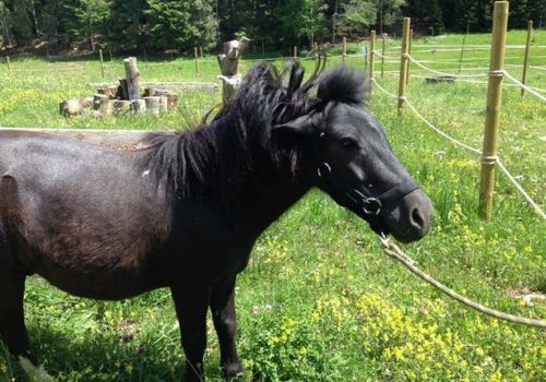 PONEY (1)